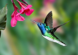 white necked jacobin