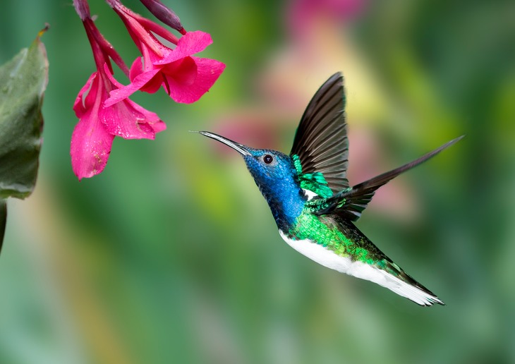 white necked jacobin