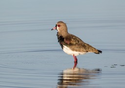 southern lapwing