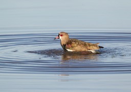 southern lapwing