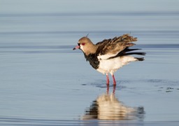 southern lapwing