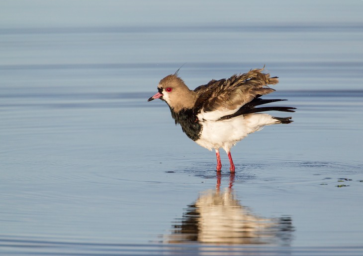 southern lapwing