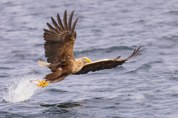 white tailed eagle