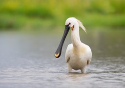 spoonbill