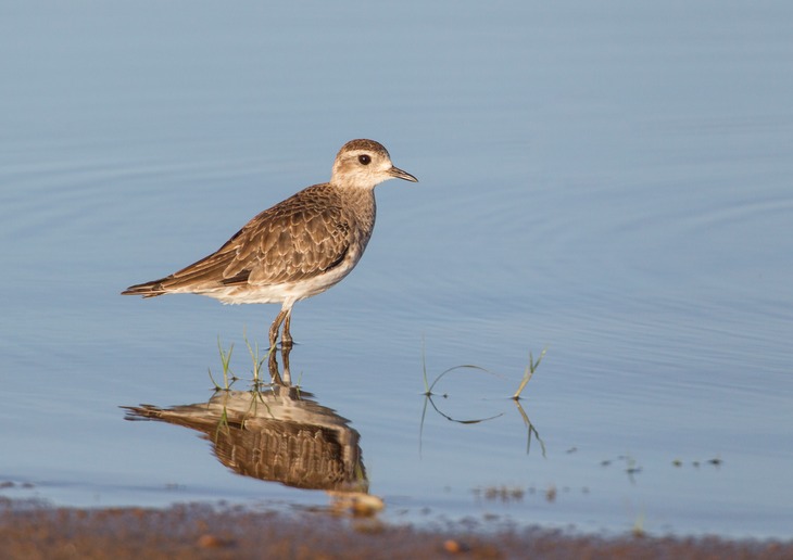 american golden plover