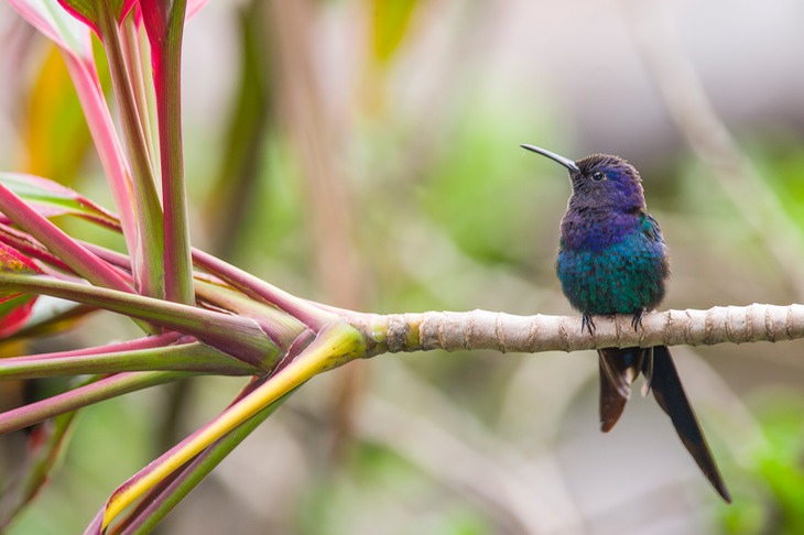 swallow tailed hummingbird