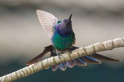 swallow tailed hummingbird