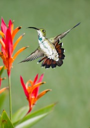 green breasted mango