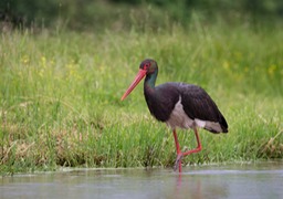 black stork