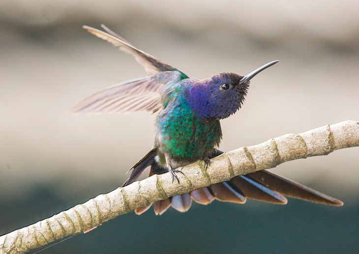 swallow tailed hummingbird