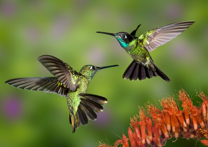 magnificent hummingbird