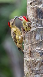 green barred woodpecker