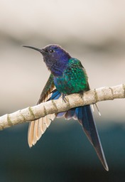 swallow tailed hummingbird