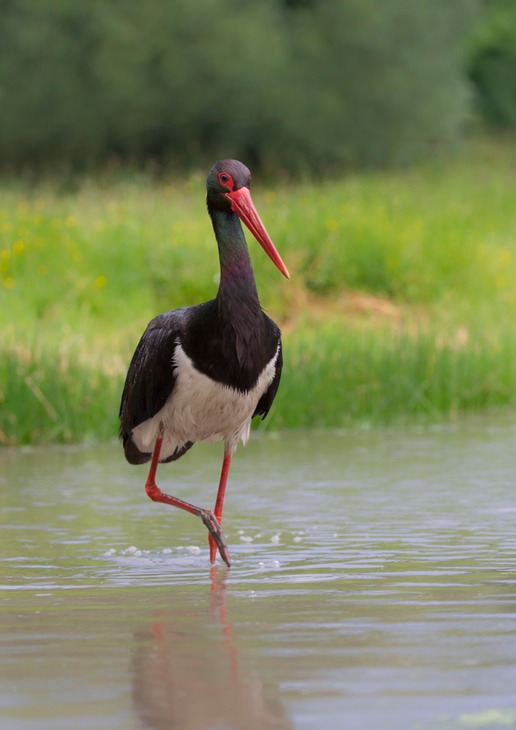 black stork