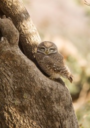 spotted owlet