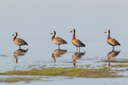 white faced whistling duck