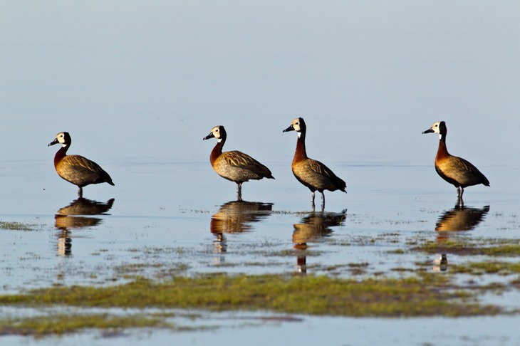 white faced whistling duck