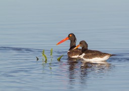 american oystercatcher