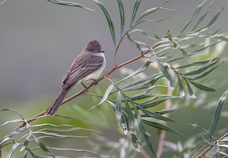 short crested flycatcher