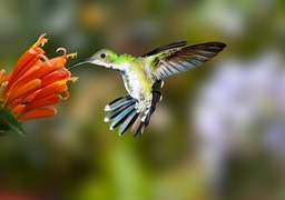 green breasted mango