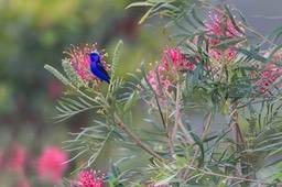 red legged honeycreeper