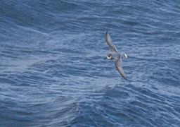 blue petrel