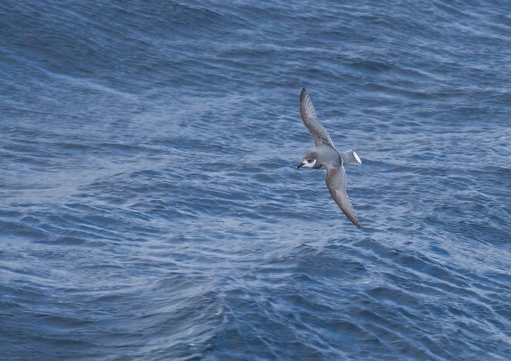 blue petrel