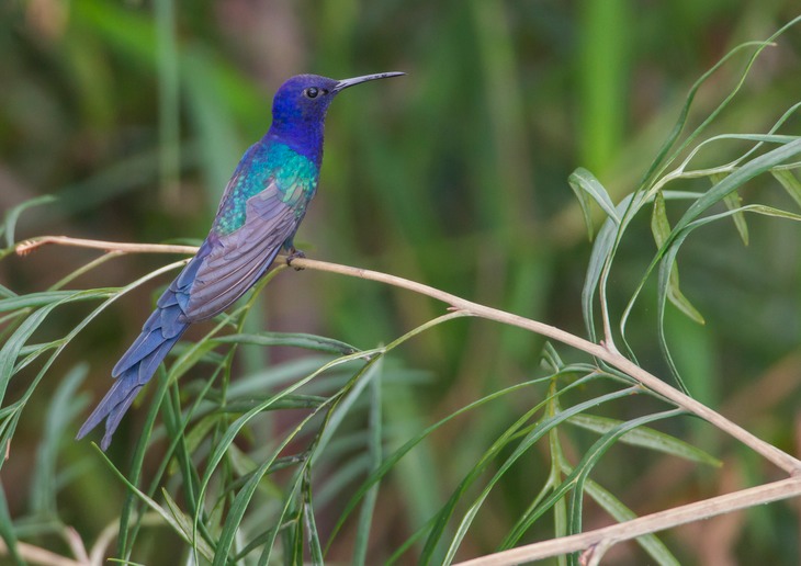 swallow tailed hummingbird