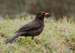 great thrush