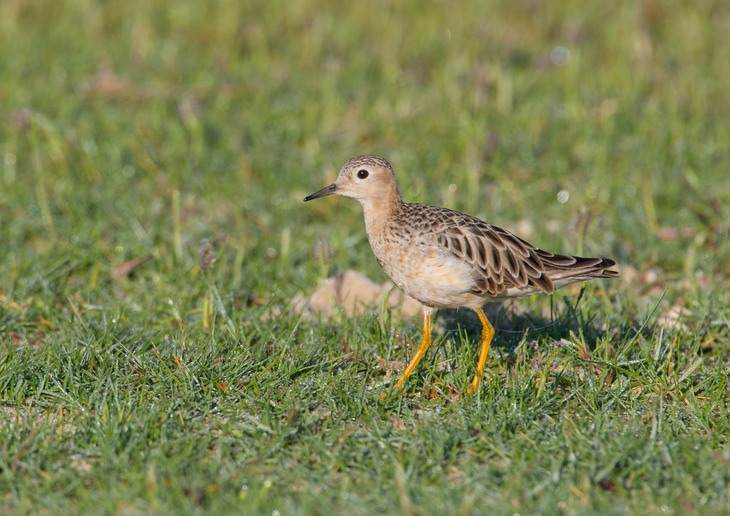 buff breasted sandpiper