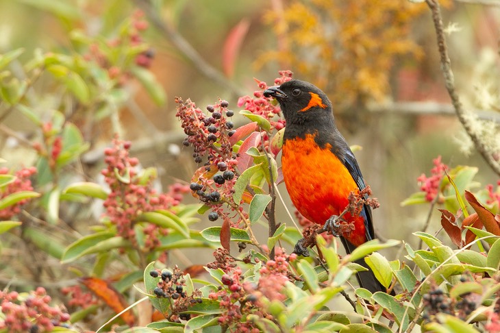 scarlet bellied mountain tanager