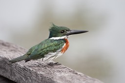 amazon kingfisher