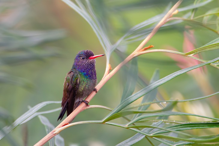 white chinned sapphire