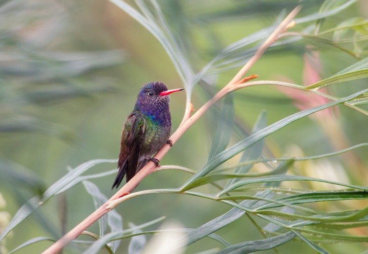 white chinned sapphire