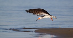 black skimmer