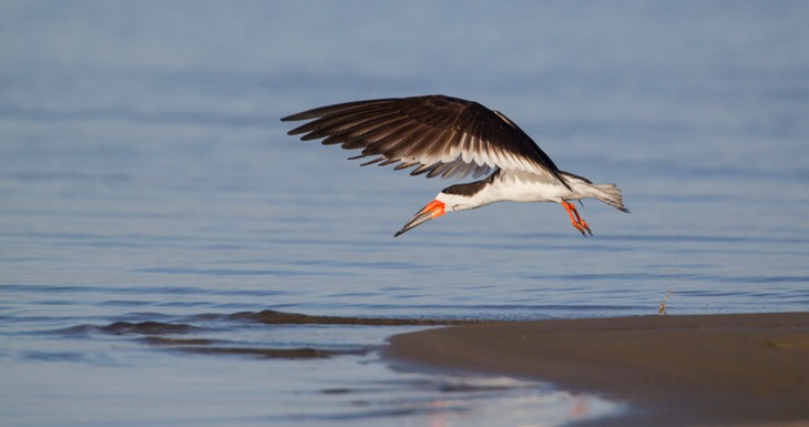 black skimmer