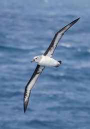 grey headed albatross