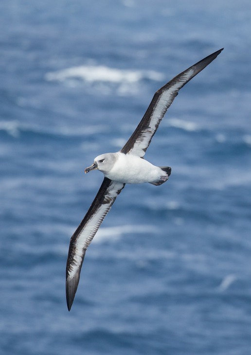 grey headed albatross