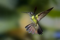 magnificent hummingbird