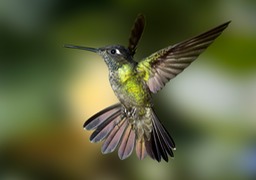 magnificent hummingbird