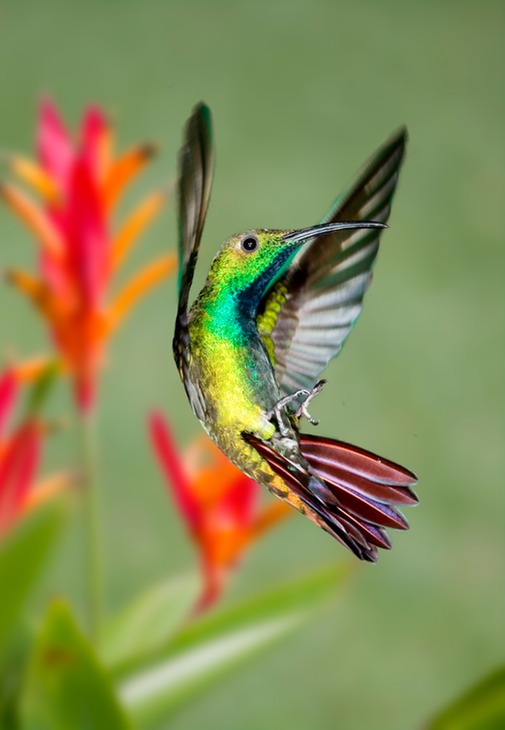 green breasted mango