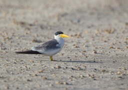 large billed tern