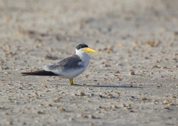 large billed tern