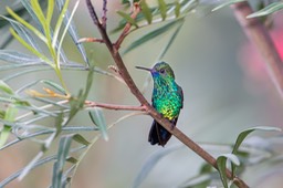 blue chinned sapphire