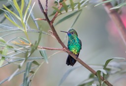 blue chinned sapphire