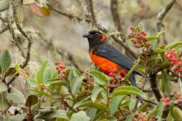 scarlet bellied mountain tanager