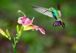 green breasted mango