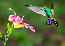 green breasted mango