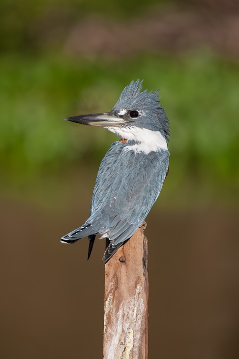 belted kingfisher