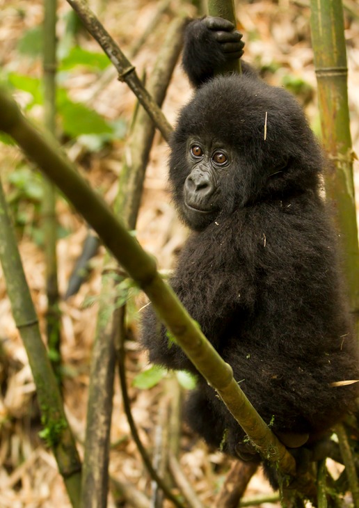 mountain gorilla